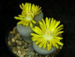 Lithops terricolor (Samen)